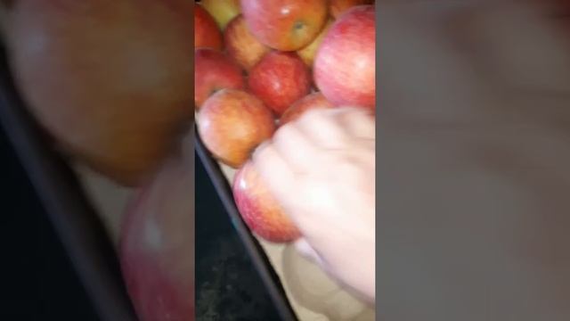 Яблоки оптом с КБР смотреть онлайн