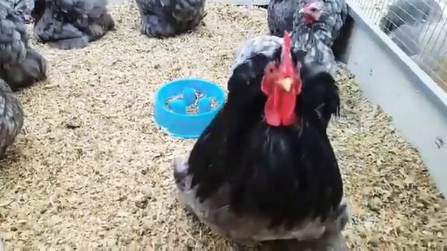 Голубой мрамор карликовый кохинхин смотреть онлайн