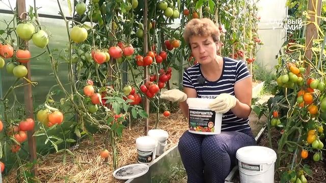 Целая теплица томатов! Как вырастить такой урожай Почвоулучшитель это успех! смотреть онлайн