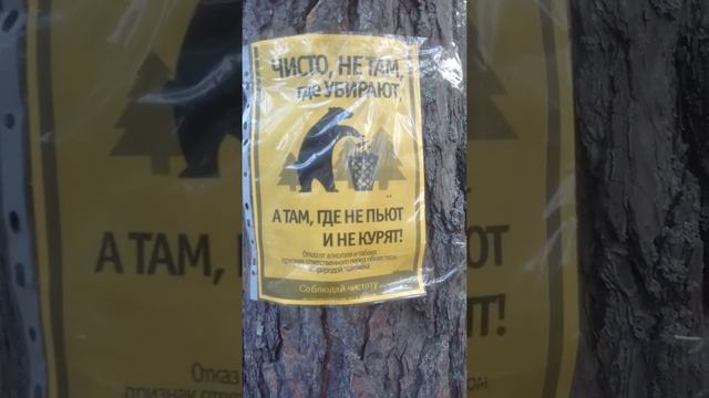 Чистые Елочки смотреть онлайн