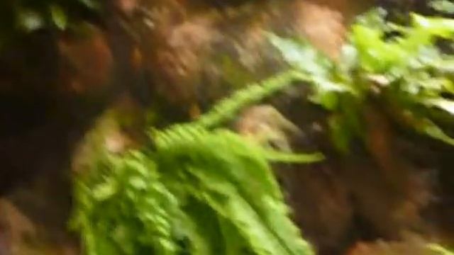 Зоопарк Оснабрюк. Германия. Большой и красивый зоопарк! смотреть онлайн