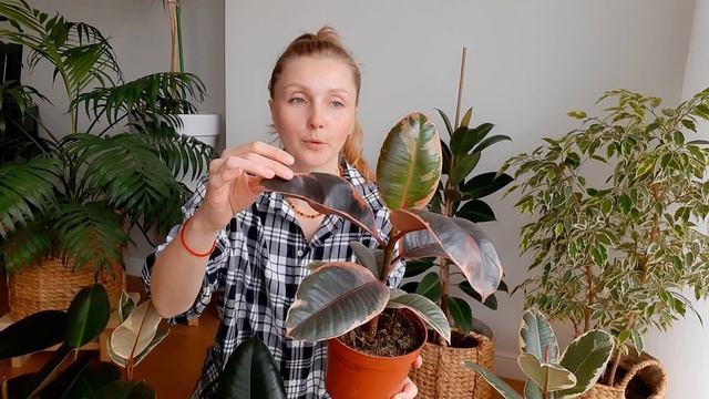 Фикусы Эластика Робуста, Белиз, Тинеке, Абиджан - в чем отличия/Обзор фикусов каучуконосных