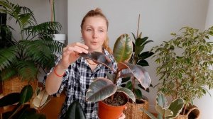 Фикусы Эластика Робуста, Белиз, Тинеке, Абиджан - в чем отличия/Обзор фикусов каучуконосных