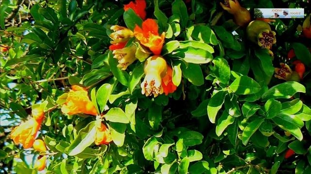 Турция-Turkey. Kemer-Кемер. Beldibi-Бельдиби. Пляжный отель Selcukhan (Сельчукхан) и "дикий пляж" . смотреть онлайн