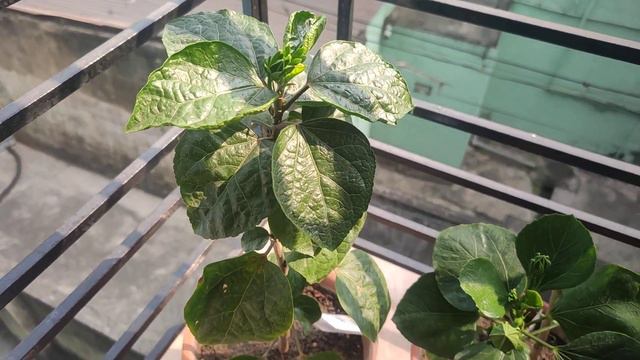 Tropical Hibiscus / Australian Hibiscus /American Hibiscus. смотреть онлайн