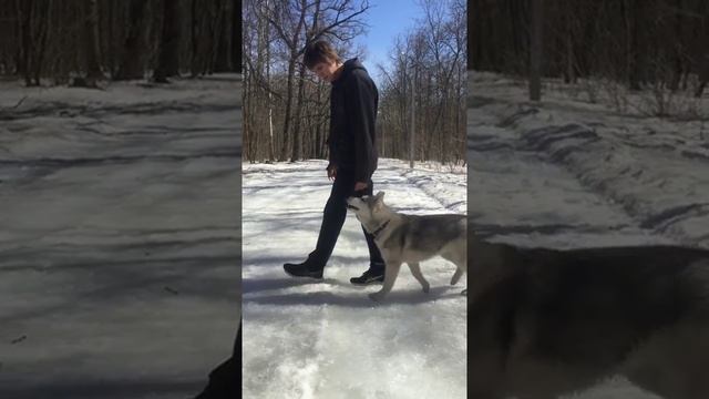 Дрессировка хаски 6 месяцев смотреть онлайн