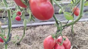 Томат- Ослиные уши ???