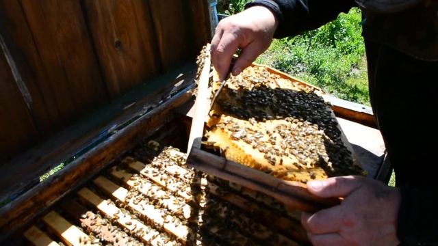 Отводок на старую матку. Просматриваем пчелосемью. смотреть онлайн