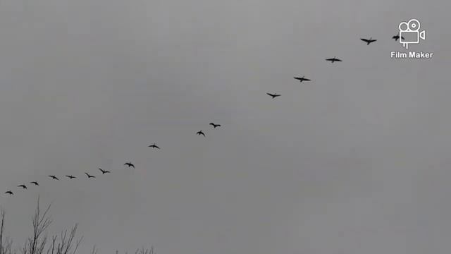 Летят гуси смотреть онлайн