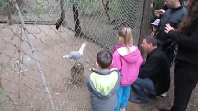 5 ЗАБАВНЫХ случаев в зоопарке смотреть онлайн