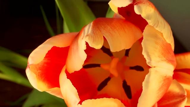 SONY NEX-FS100 test смотреть онлайн