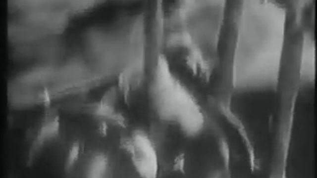 The Pearl - Coyotito Bitten смотреть онлайн