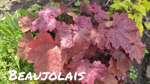Гейхера сорт Beaujolais в июне смотреть онлайн