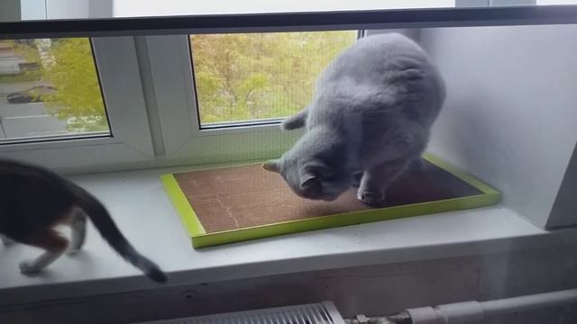 Тусуются коты у ногтеточки