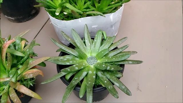 Dica e cultivos do Lenophylum e orostachys erubescens Japonica ou fimbriata. смотреть онлайн