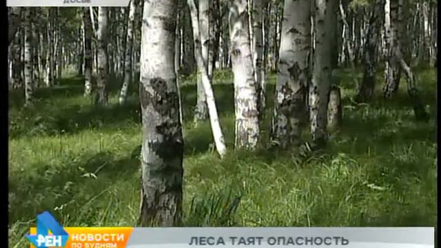29 людей потерялись в лесу с начала года в регионе смотреть онлайн