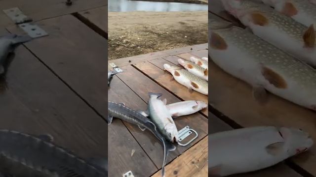 Платная рыбалка, пруд Чёрные камни 06.04.22. Открытие сезона. смотреть онлайн