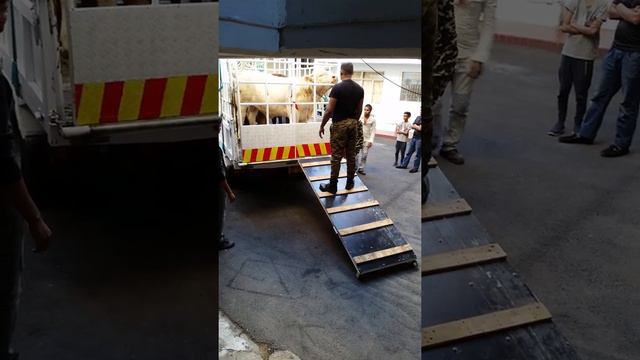 Bakrid 2019 смотреть онлайн