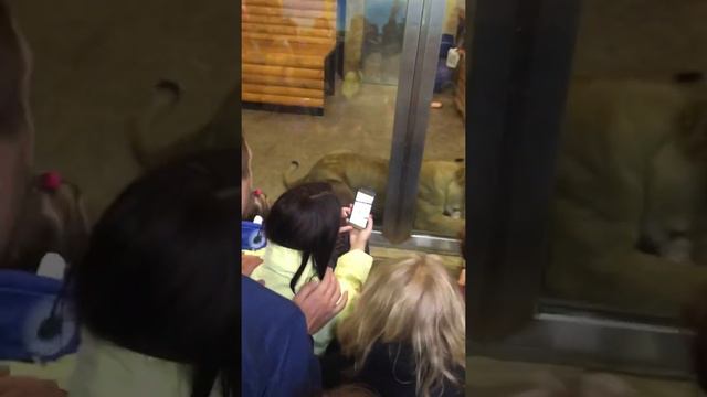 Кормление Льва в зоопарке спб смотреть онлайн