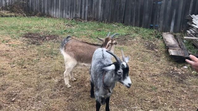 И сколько же у нас собак?//Поехали к девочкам. Наши козочки прошлого года// смотреть онлайн
