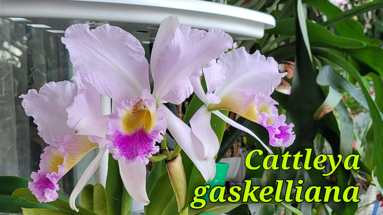 Cattleya Gaskelliana первое домашнее цветение.