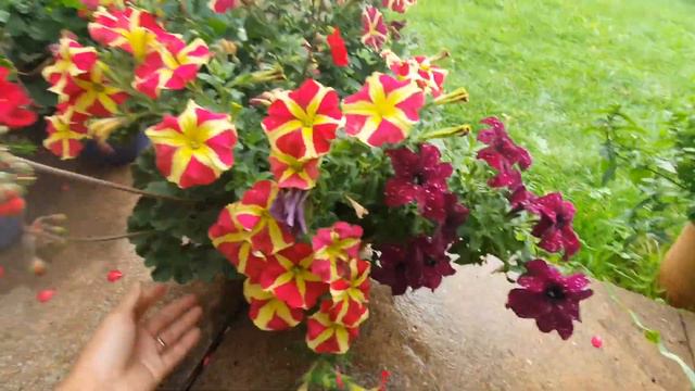 เอาดอก Petunia ในกระถางมาแบ่งกันชมค่ะ Fon Channel มือไหม่เชิญทางนี้ смотреть онлайн