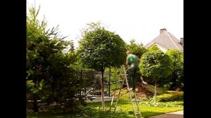 1) Блог агронома - Формировка (стрижка) рябины