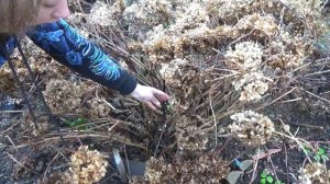 Как обрезать гортензию для пышного цветения. Обрезка крупнолистной гортензии в мае