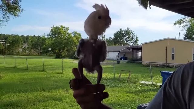 Помните ЛЫСОГО танцора! Полная версия его зажигательного танца! смотреть онлайн