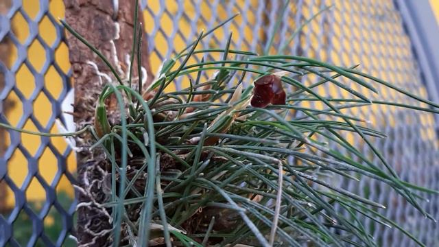 CÓMO ES LA INCREÍBLE FLORACIÓN DE LA ORQUÍDEA AUTÓCTONA MAXILLARIA SPEGAZZINIANA CON AROMA A SANDIA смотреть онлайн