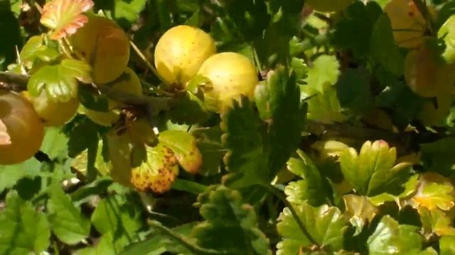 Uva spina (Ribes uva-crispa L.) смотреть онлайн