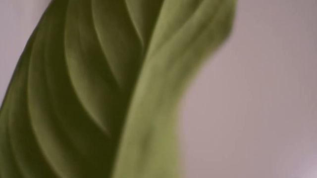 сижу дома, снимаю свои умирающие растения #моявесёлаястуденческаяжизнь смотреть онлайн