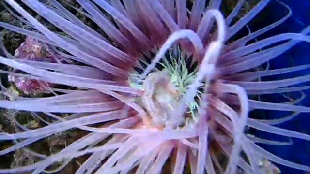 Cerianthus filiformis (2) смотреть онлайн