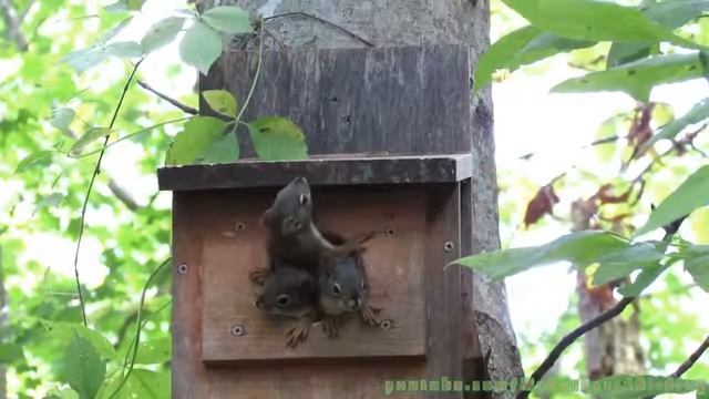 белки в белечьем домике смотреть онлайн