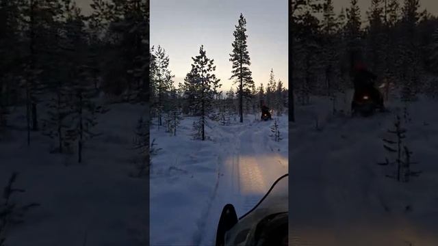 ПОКАТУШКИ ПО ЛЕСУ СНЕГОХОД смотреть онлайн