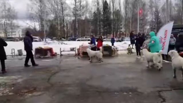Питомник Бишенели средне азиатских овчарок смотреть онлайн