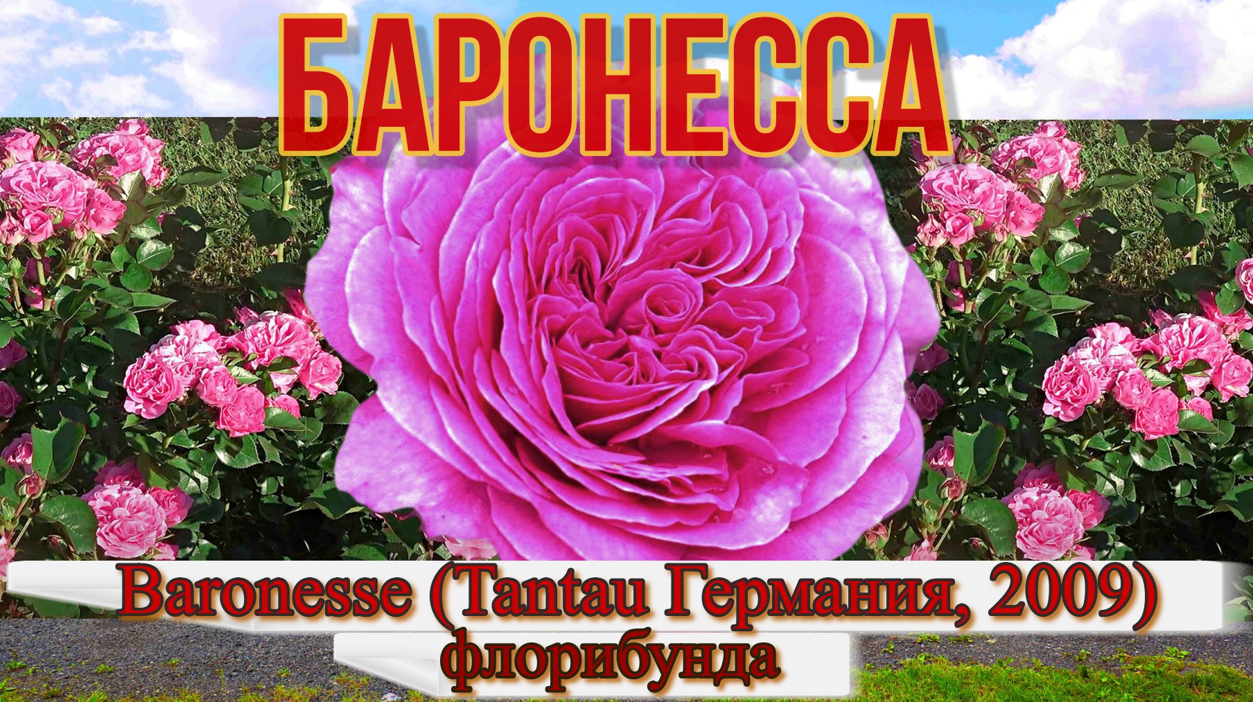 Роза Баронесса (Флорибунда) - Baronesse (Tantau Германия, 2009) смотреть онлайн