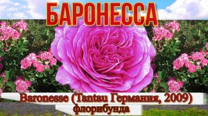 Роза Баронесса (Флорибунда) - Baronesse (Tantau Германия, 2009)