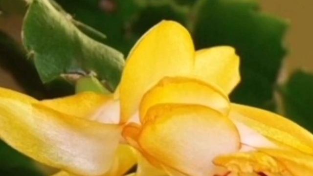 Уход за Декабристом!!! смотреть онлайн