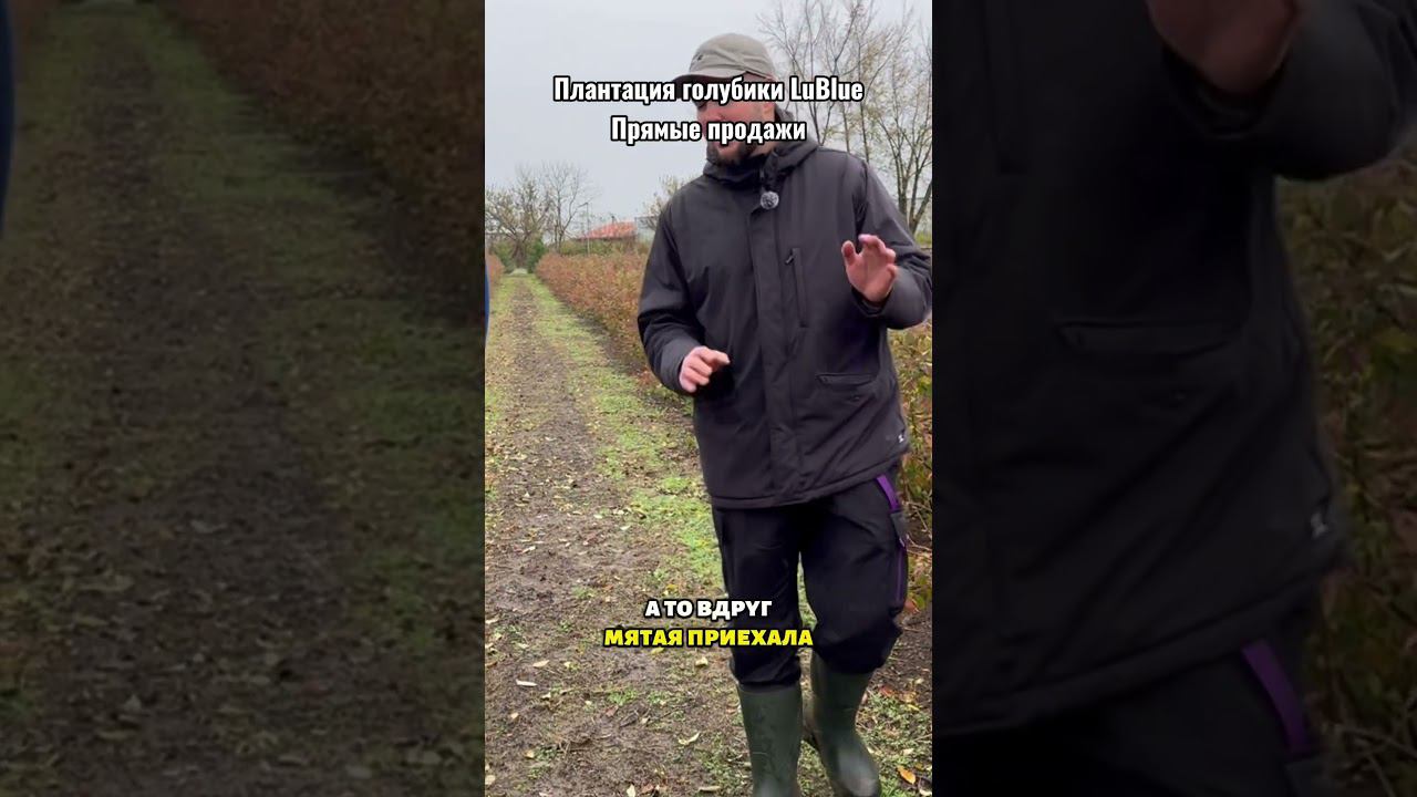 Плантация голубики LuBlue. Прямые продажи. Полное видео на канале. #голубика смотреть онлайн