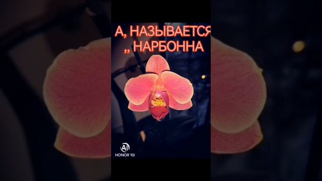 Нацвело ! Часть 2. Для души ,,Нарбонна" смотреть онлайн