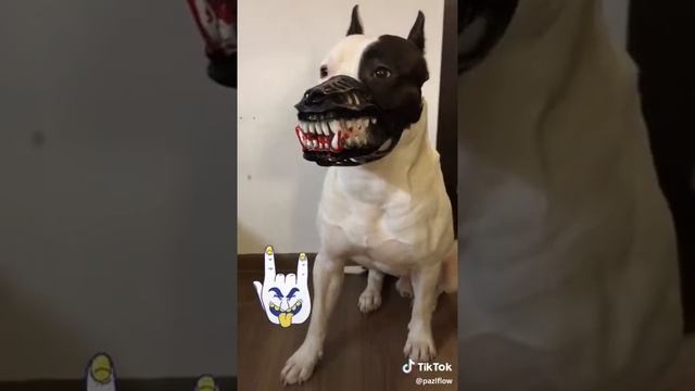 Прикольный намордник! Милый стфодширский терьер смотреть онлайн