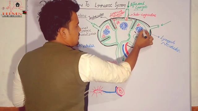 Introduction to Lymphatic System - Lymph nodes In Urdu|Structure of lymph node in Urdu/Hindi| смотреть онлайн