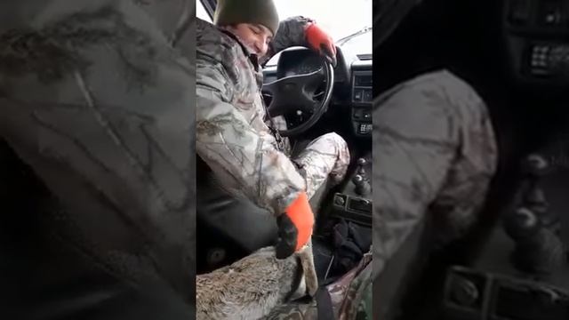 19 ноября 2021 г.Живой заяц русак смотреть онлайн