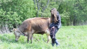 РАСТЁТ ПОГОЛОВЬЕ. Швицкая порода КРС