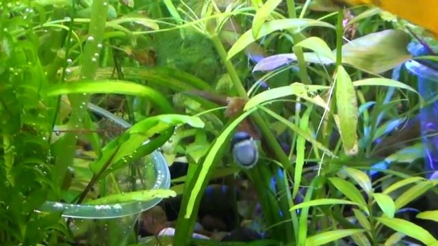 ТЕОДОКСУСЫ И ХИЛЕНЫ    МИФЫ ТОРГАШЕЙhttps://www.youtube.com/watch?v=LF5DYyJxPLA