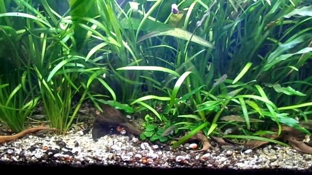 Sagittaria subulata a Xenotoky смотреть онлайн