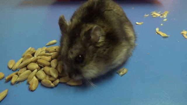 Сколько семечек унесёт хомяк? смотреть онлайн