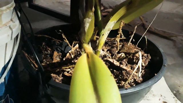 Como Recuperar uma Orquídea Desidratada смотреть онлайн