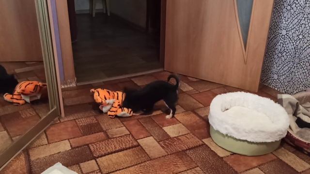 Гроза тигров😂😂😂🐕🦺❤ смотреть онлайн